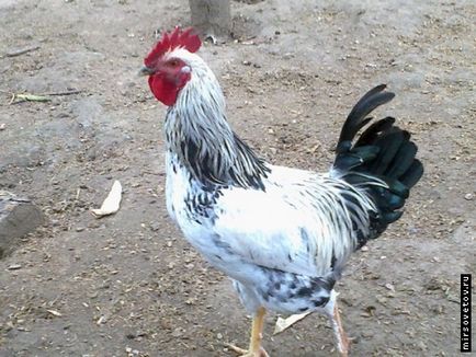 Розведення курей на присадибній ділянці (ділянці) Розведення курей на присадибній ділянці