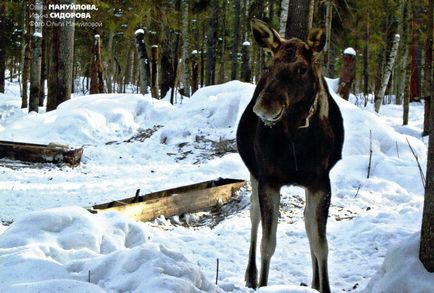 Розведення лося на прикладі лосеферми - вольєр - розведення оленів, кабанів (оленів) Розведення лося на прикладі лосеферми - вольєр - розведення оленів, кабанів
