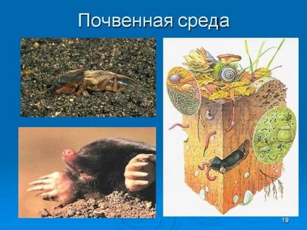 Роль організмів грунту (роль) Роль організмів грунту