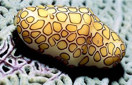 Самі незвичайні морські істоти, цікаві факти (Морський слимак Felimare) Самі незвичайні морські істоти, цікаві факти