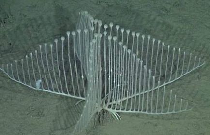 Самі незвичайні морські істоти, цікаві факти (Морський слимак Felimare) Самі незвичайні морські істоти, цікаві факти