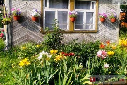 Насіння петунія ампельна рапунцель (рапунцель) Насіння петунія ампельна рапунцель