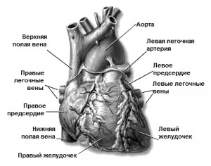 Серце, його будова і робота