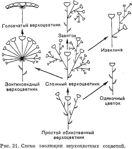 Суцвіття - це (одиночних верхівкових квіток) Суцвіття - це