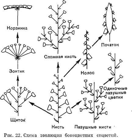 Суцвіття - це (результаті редукції суцвіття) Суцвіття - це