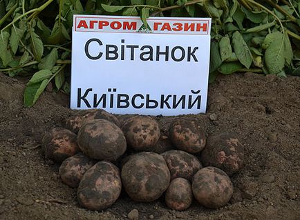 Топ-10 країн - бульбашів (країн) Топ-10 країн - бульбашів