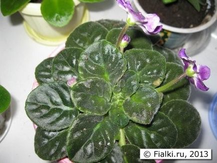 У фіалок дрібні листя, нижні жовтіють, центр фіалки загущен - Пересвет або жорстка вода, фіалки (жовтіють) У фіалок дрібні листя, нижні жовтіють, центр фіалки загущен - Пересвет або жорстка вода, фіалки