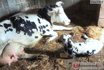 Вуглеводно-вітамінно-мінеральний кормовий концентрат для телят Агровит Фелуцен - «Фелуцен - самий (Фелуцен) Вуглеводно-вітамінно-мінеральний кормовий концентрат для телят Агровит Фелуцен - «Фелуцен - самий