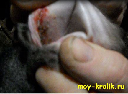 Вушна короста у кроликів (Натисніть фото збільшення) Вушна короста у кроликів