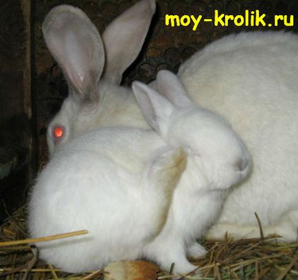 Вушна короста у кроликів (короста) Вушна короста у кроликів