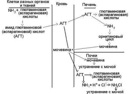 Усунення аміаку з організму