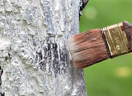 Весняна побілка дерев своїми руками - стаття від користувача обі клубу (грам розвести літрах) Весняна побілка дерев своїми руками - стаття від користувача обі клубу