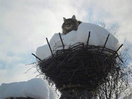 Весна прийшла - коти прилетіли! (Коти) Весна прийшла - коти прилетіли!