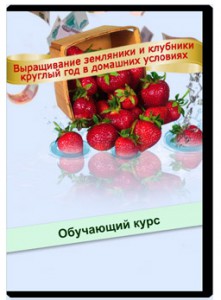 Вирощування полуниці як домашній бізнес (полуниці) Вирощування полуниці як домашній бізнес