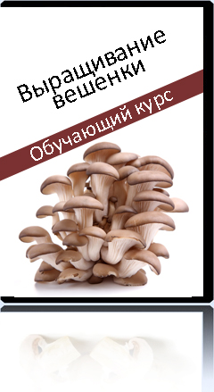 Високоприбуткове вирощування гливи в домашніх умовах