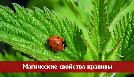 Чарівна трава кропива магічні властивості 1 (магічні) Чарівна трава кропива магічні властивості 1
