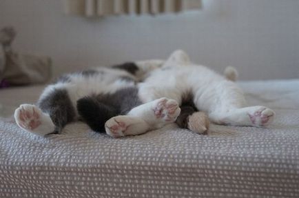 Все про кастрацію котів (кастрації) Все про кастрацію котів