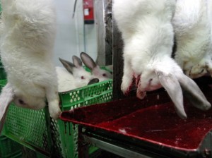 Клане на зайци в домашно видео околната среда