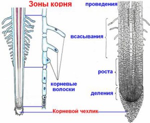Зони кореня (зони) зони кореня