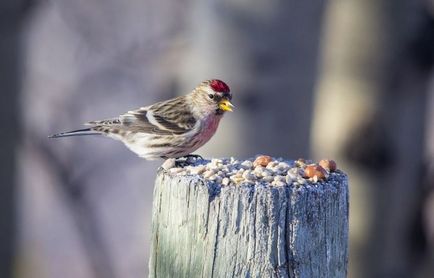 Чечітка (carduelis flammea) опис, проживання, види, фото, голос