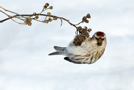 Чечітка (carduelis flammea) опис, проживання, види, фото, голос