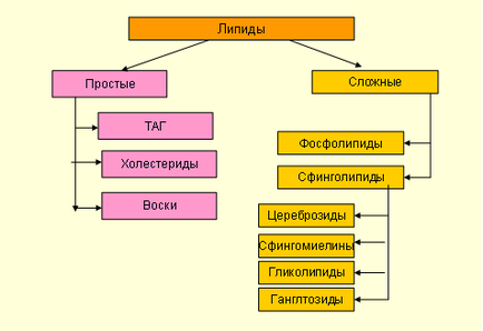 Що являє собою класифікація ліпідів, і яку функцію вони виконують