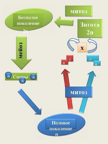 Цикли розвитку рослин підготовка до виконання завдань ЄДІ