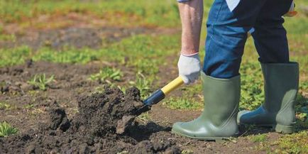 Квасоля Лімська солодкий боб опис, вирощування, відгуки