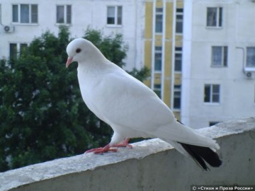 Як позбавиться від голубів на балконі створюємо несприятливі умови для пернатих гостей