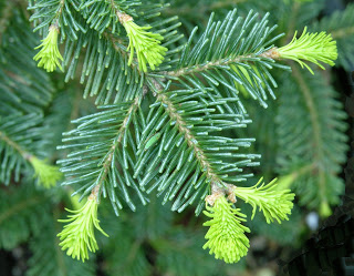 Як відрізнити ялинку від ялиці (picea і abies)