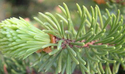 Як відрізнити ялинку від ялиці (picea і abies)