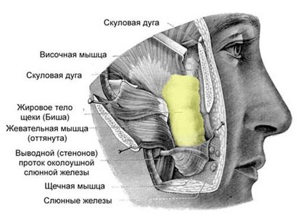 Як прибрати бульдогів щічки на обличчі безопераційно і як підтягти обвислі щоки за допомогою операції