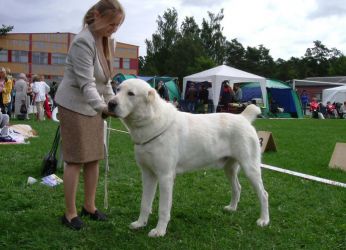 Великі породи собак