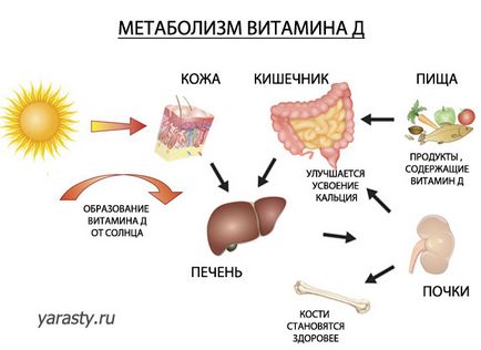 Максимізували отримання вітаміну д від сонця