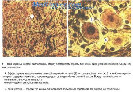 Відділи вегетативної нервової системи