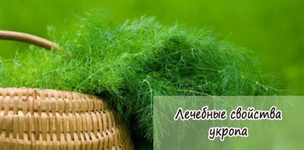 Користь кропу для чоловіків властивості насіння і зелені