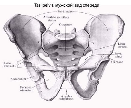Таз людини, анатомія тазу, будова, функції, картинки на eurolab