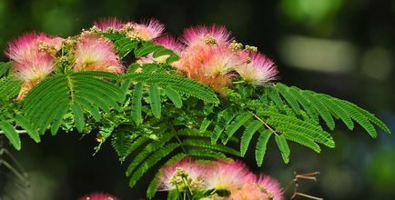 Альбіция (albizia)