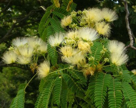 Альбіция (albizia)