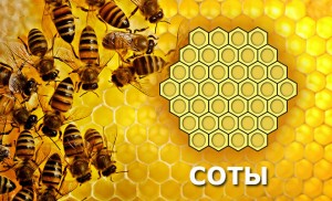 Чим корисні медові стільники (корисні) Чим корисні медові стільники