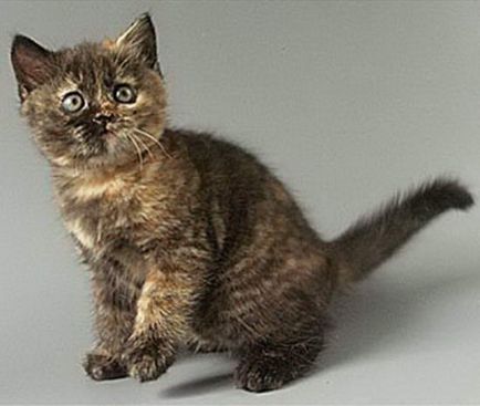 Костенуркова британски котки - статии за котки, кварцова - разсадник на  британските котки
