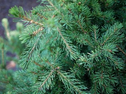 Ялина піцеа Глаука коника (picea glauca conica) фото, догляд в домашніх умовах, посадка, сиза ялинка