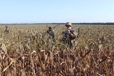 Як і коли можна добути перепелів з собакою, методом «витоптування» і на вабу - відео полювання