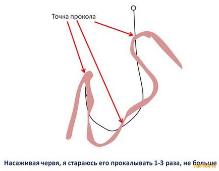 Як підготувати черв'яків до риболовлі - рибалка - інформаційно-розважальний портал