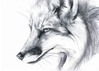 Карти з o-fox (малюнки лисиці) Карти з o-fox