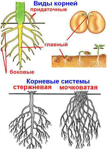 Корінь і кореневі системи квіткових рослин, їх будова і функції