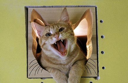 Котячий замок (любов) котячий замок