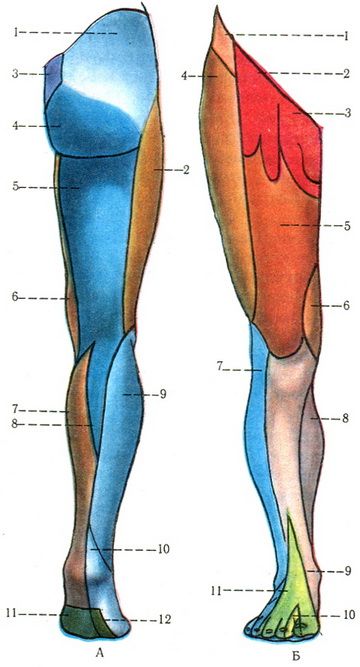 Крижове сплетіння (plexus sacralis), периферична нервова система, анатомія людини