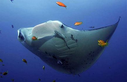 Манта або гігантський морський диявол (manta birostris)