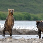 Ведмеді любов і смерть, на рубежах